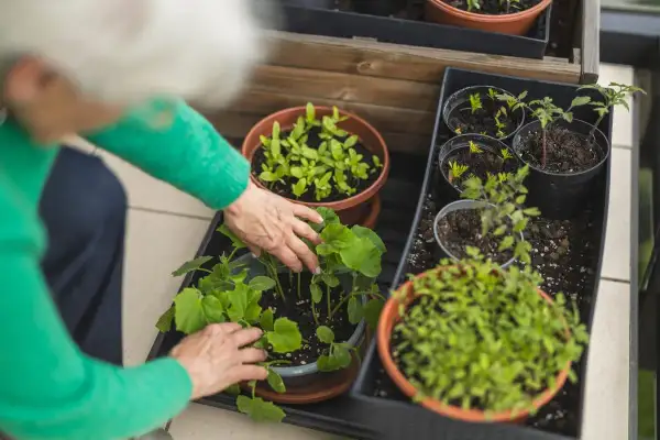 Mani anziane curano piantine verdi, pronte per essere trapiantate. Un'ottima idea su cosa piantare a maggio per un balcone rigoglioso.